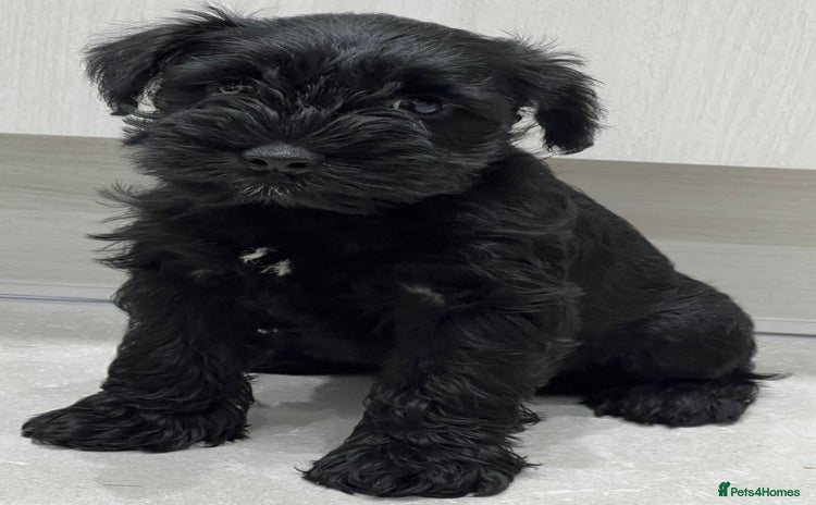 Miniature Schnauzer dogs - Advert 4