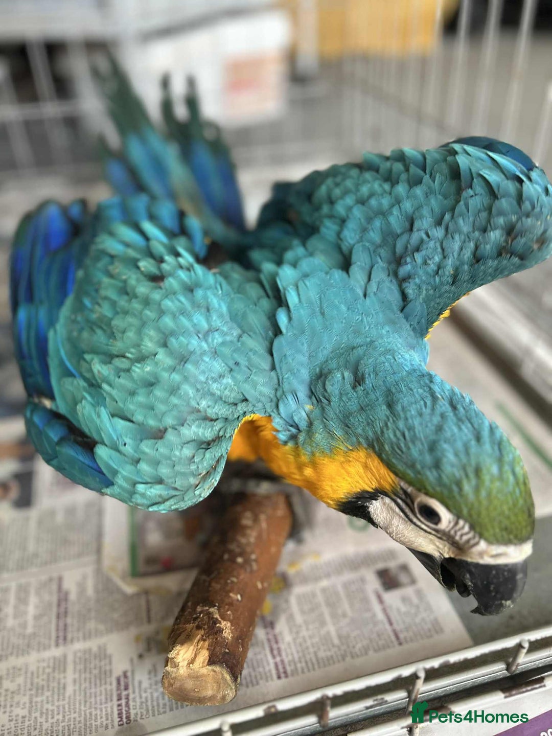 Macaws birds for sale: Hand reared blue & gold Macaw Chick - Image 14