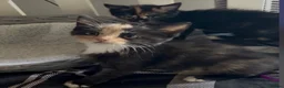 British Shorthair cats for sale: BSH kittens  - Advert 6