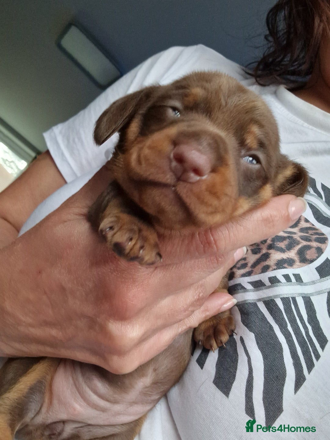 Dachshund dogs for sale: 2 females only! - Advert 5