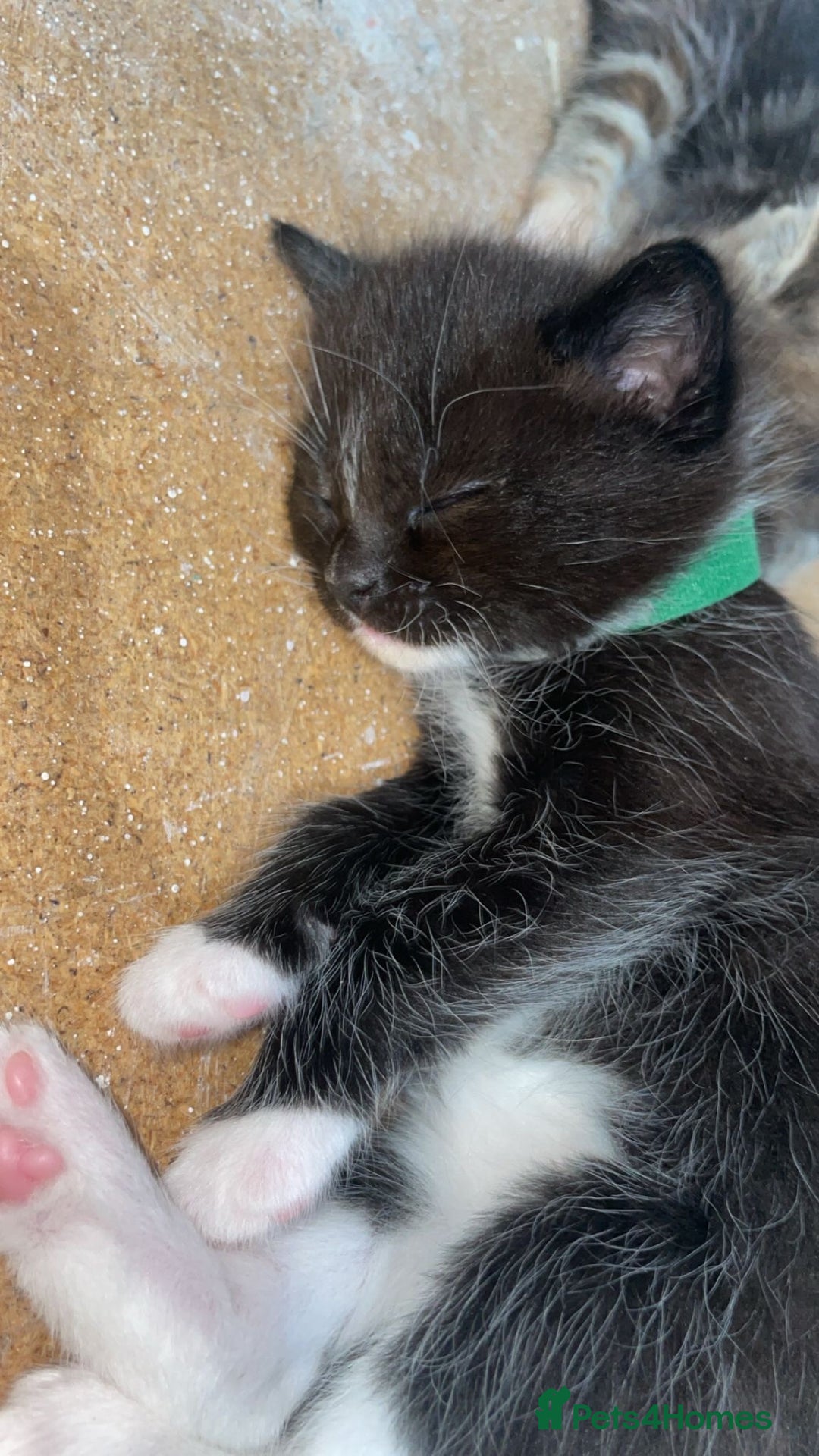 Mixed Breed cats for sale: 3 Male kittens  - Image 9
