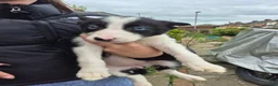 Welsh Collie dogs for sale: 8 collie puppys  - Advert 16