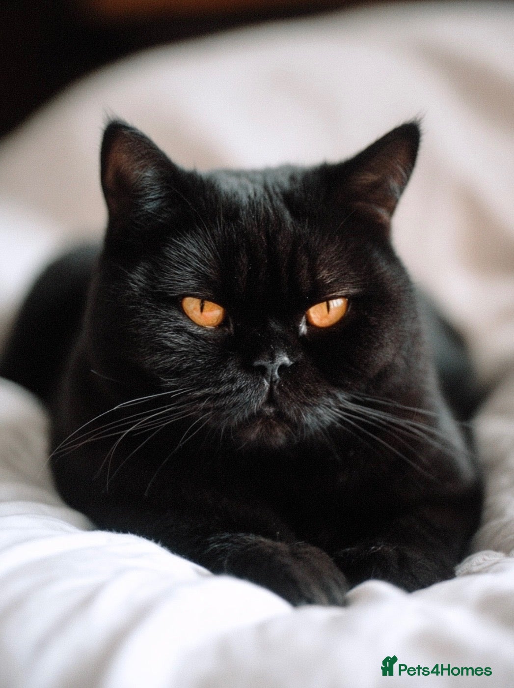 British Shorthair cats Cole BSH boy looking for new home - Advert 18