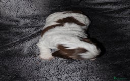 Cocker Spaniel dogs for sale: Beautiful KC reg Cocker Spaniel Pups - Image 3