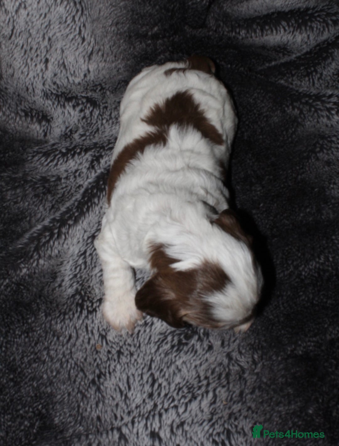 Cocker Spaniel dogs for sale: Beautiful KC reg Cocker Spaniel Pups - Image 3