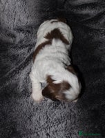 Cocker Spaniel dogs - Advert 6