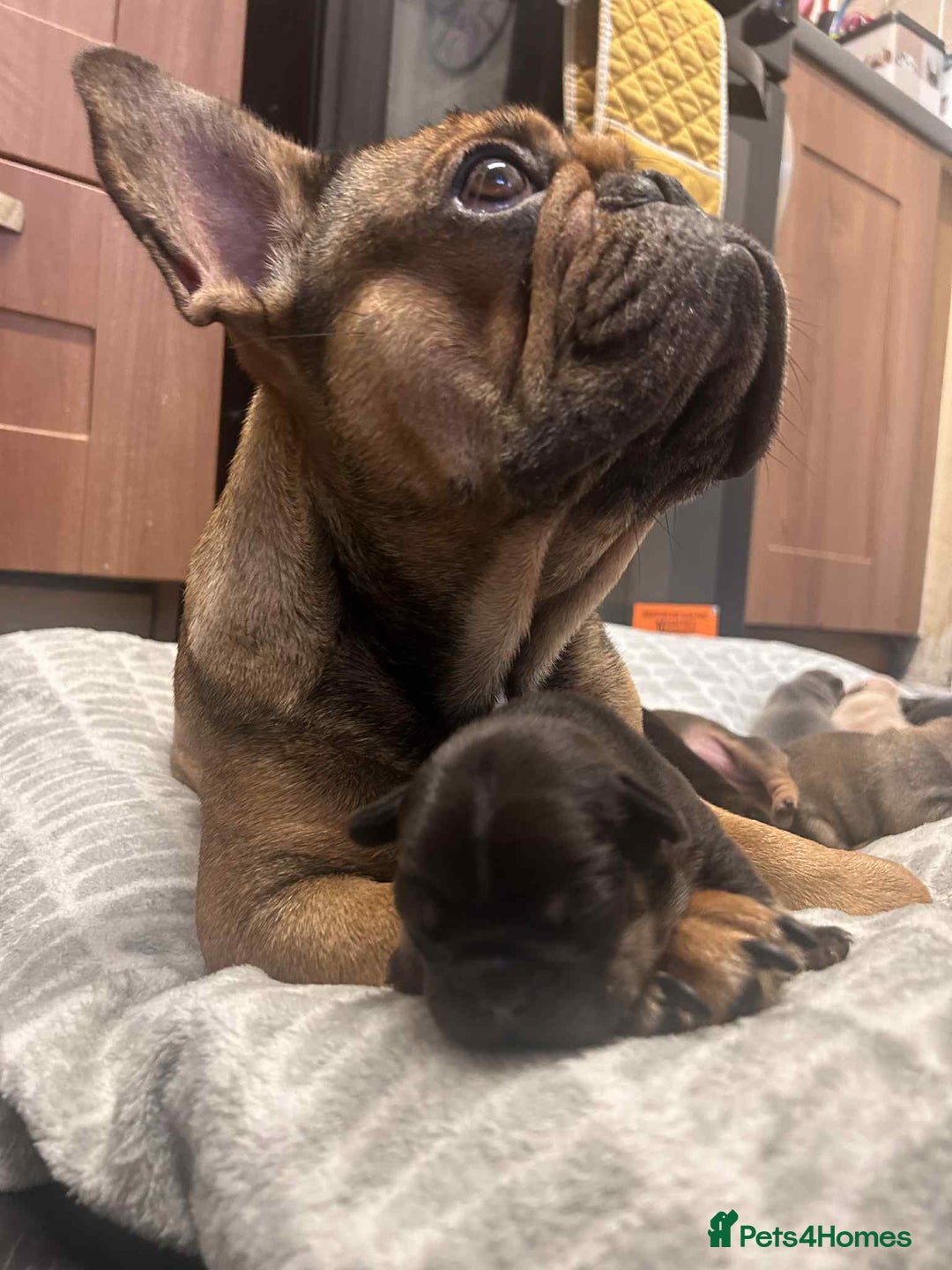 French Bulldog dogs for sale: Beautiful french bulldog puppies  - Image 8