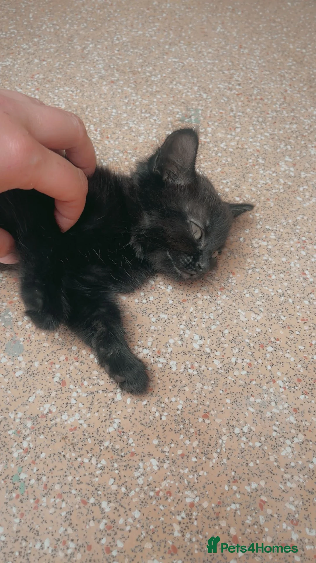 Mixed Breed cats for sale: Kittens for sale  - Advert 2