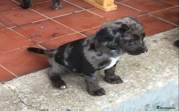 Cockerdor dogs for sale: Superb Quality Cockador Puppies, SHROPSHIRE  - Image 5