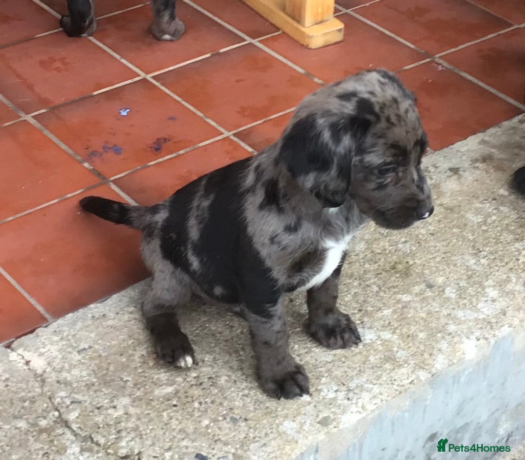 Cockerdor dogs for sale: Superb Quality Cockador Puppies, SHROPSHIRE  - Image 5