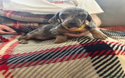 Miniature Dachshund dogs for sale: Miniature dachshund  - Image 6