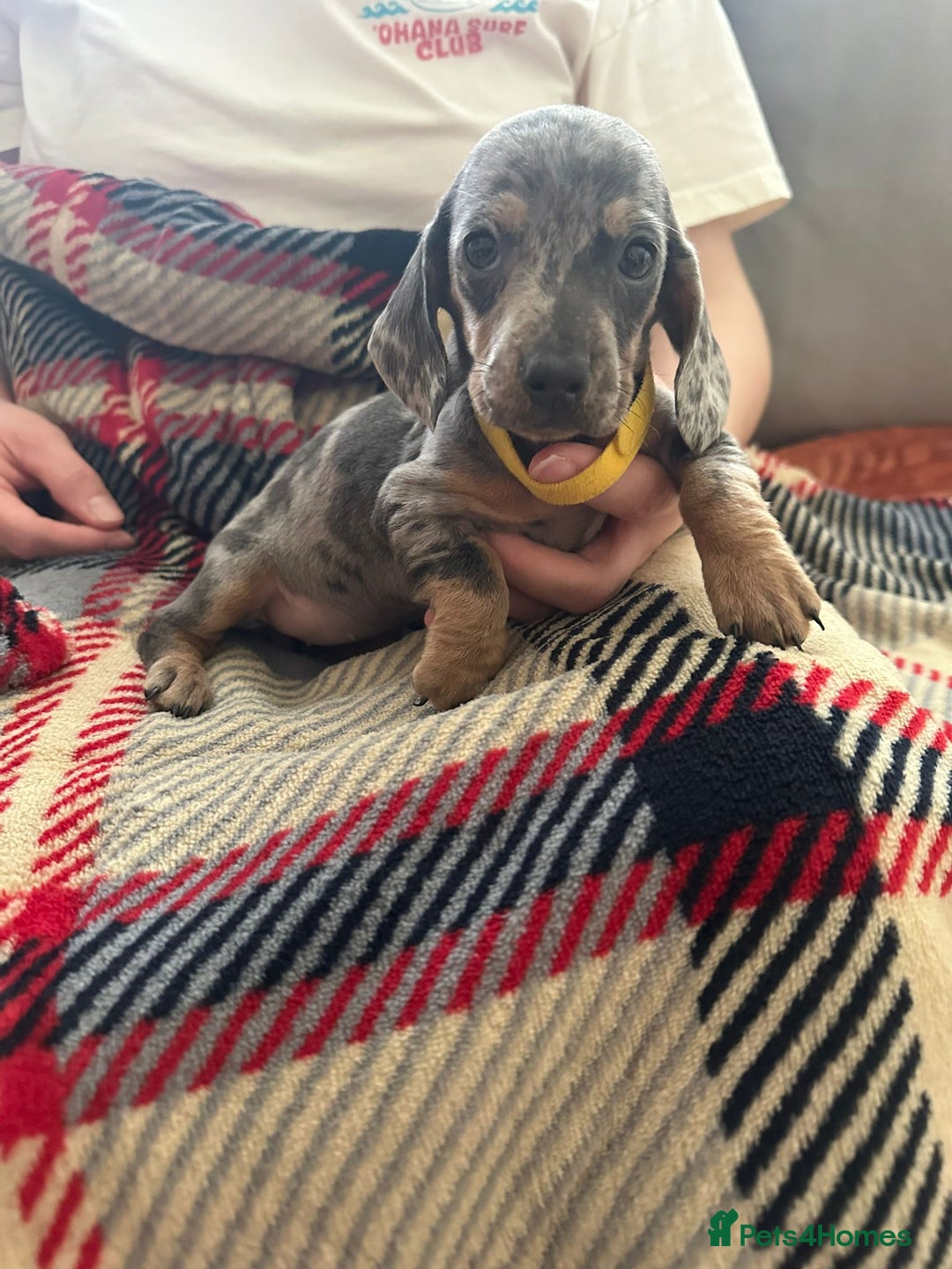 Miniature Dachshund dogs for sale: Miniature dachshund  - Image 6