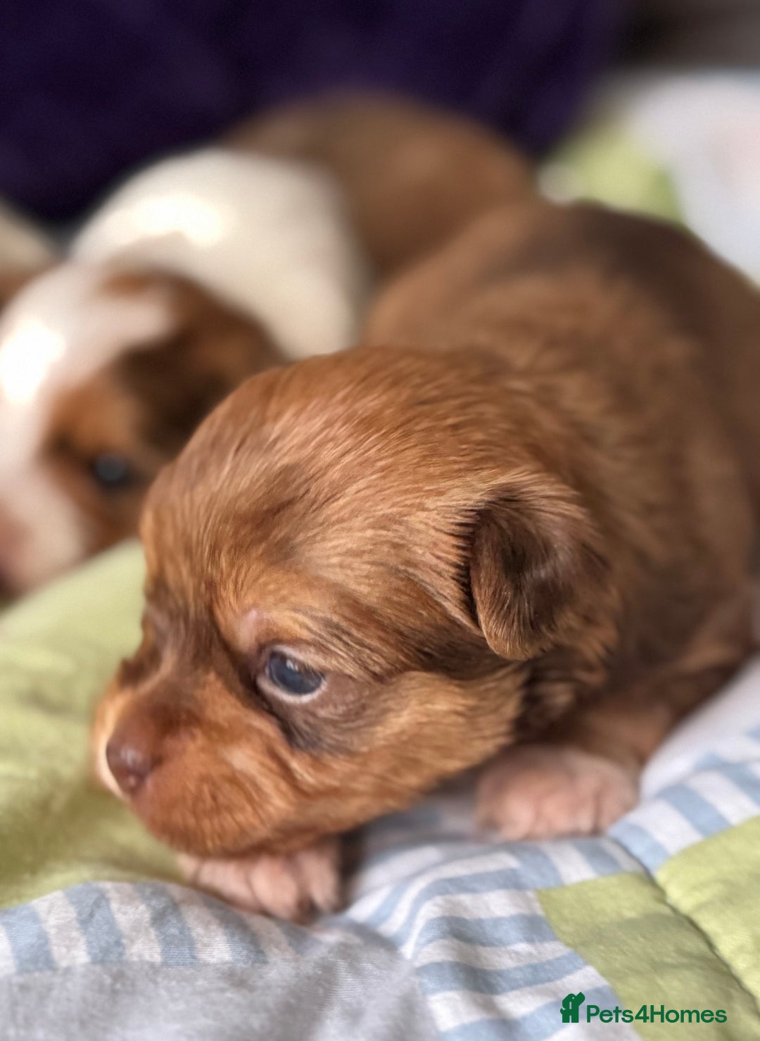 Biewer Terrier dogs for sale: Superb pedigree Biewer pups - DNA Health tested - Advert 11