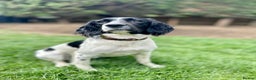 English Springer Spaniel dogs for sale: English Springer Spaniel Puppies Waiting List!! - Advert 5