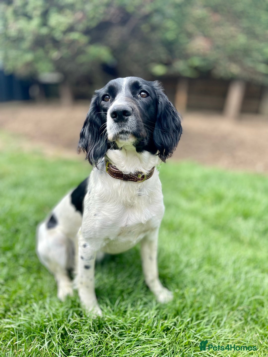 English Springer Spaniel dogs for sale: English Springer Spaniel Puppies Waiting List!! - Advert 5