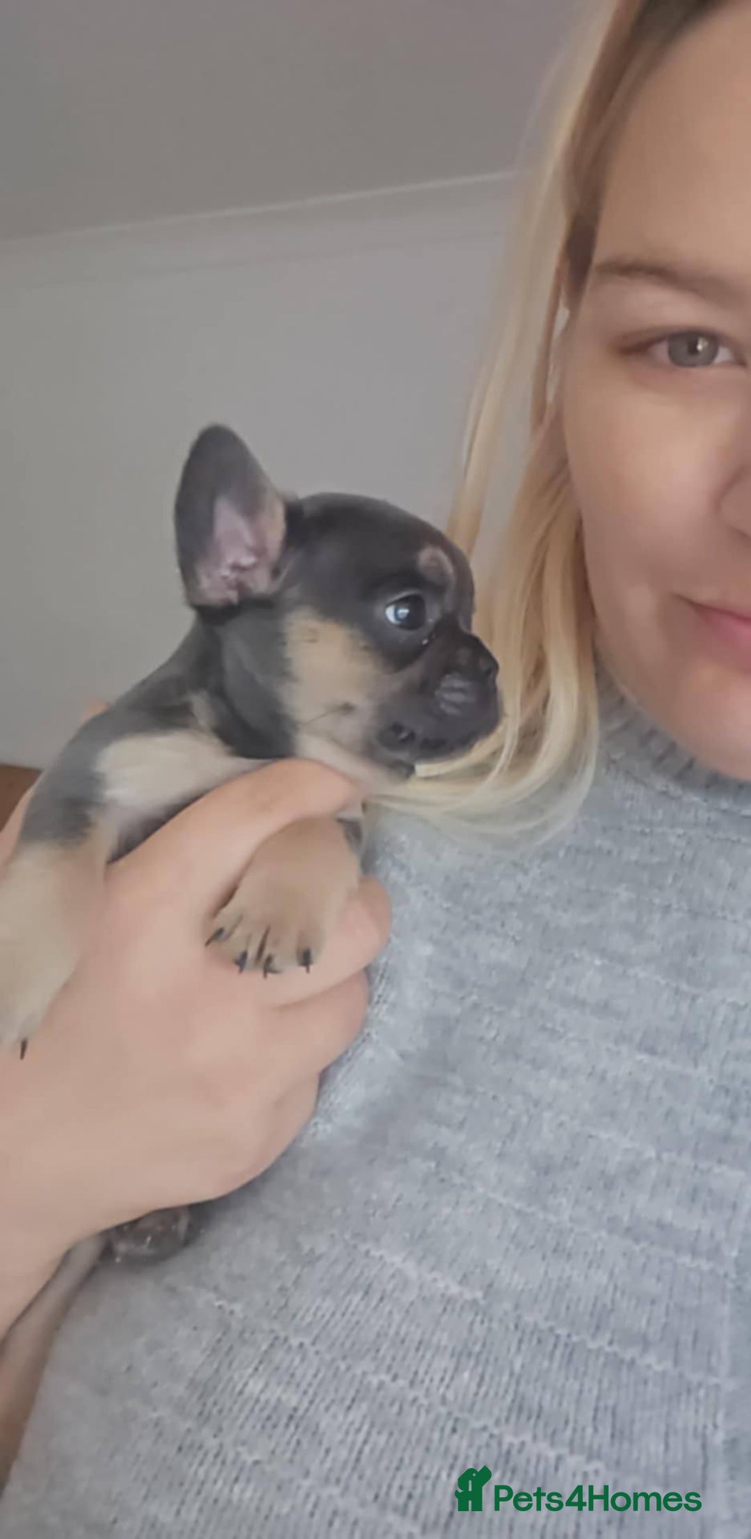 French Bulldog dogs for sale: Last little boy, L4 carrier - Advert 8
