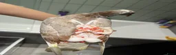 Pigeons birds for sale: Hand feed pet pigeons  - Advert 4