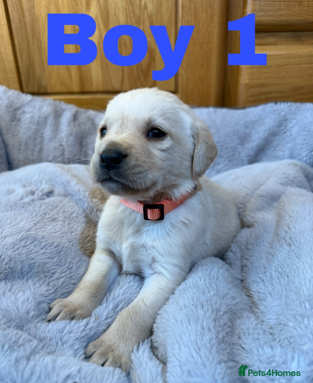 Labrador Retriever dogs for sale: Lovely Purebred Labrador Puppies - Advert 1