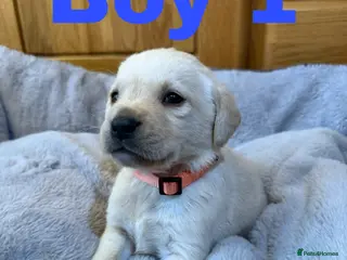 Labrador Retriever dogs 2 left- Purebred Labrador Puppies - Advert 11