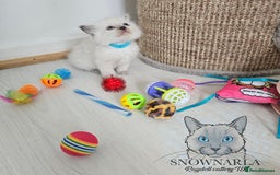 Ragdoll cats for sale: 3 Tica Boys Genetic test Certyficate HCM and PKD  - Image 3
