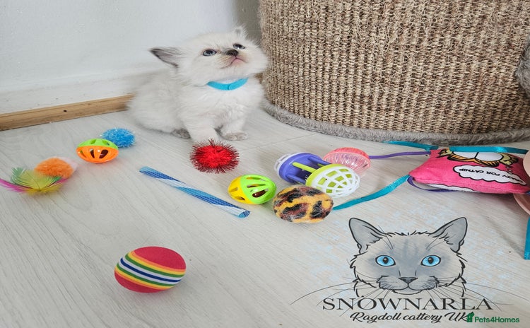 Ragdoll cats - Advert 10