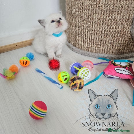 Ragdoll cats - Advert 2