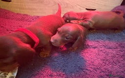 Miniature Dachshund dogs for sale: Beautiful best of breed litter - Advert 5
