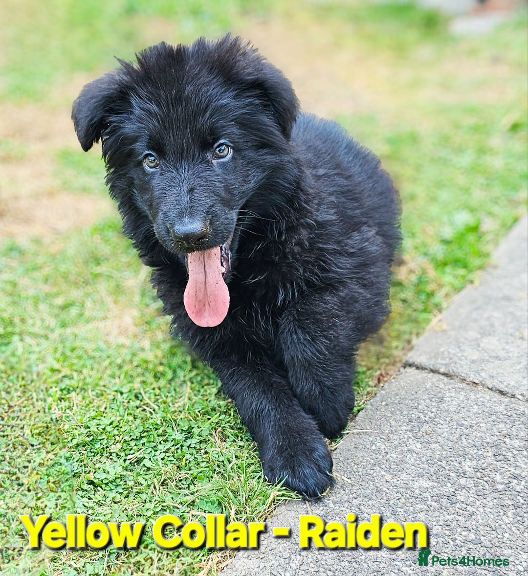 German Shepherd dogs for sale: 🔹️beautiful purebred straight back KC gsp's🔹️ - Image 13