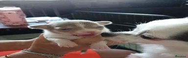 Chihuahua 7