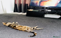 Mixed Breed cats for sale: Mixed bread - Image 1