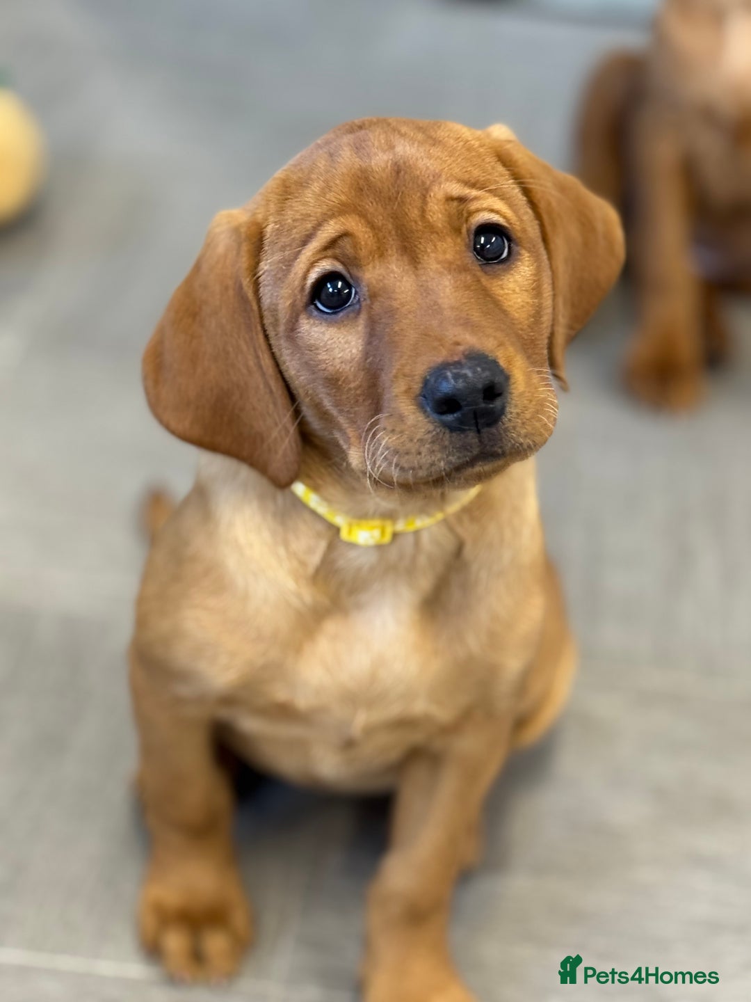 Labrador Retriever dogs for sale: Exceptional KC litter Fox Red Labradors  - Advert 10