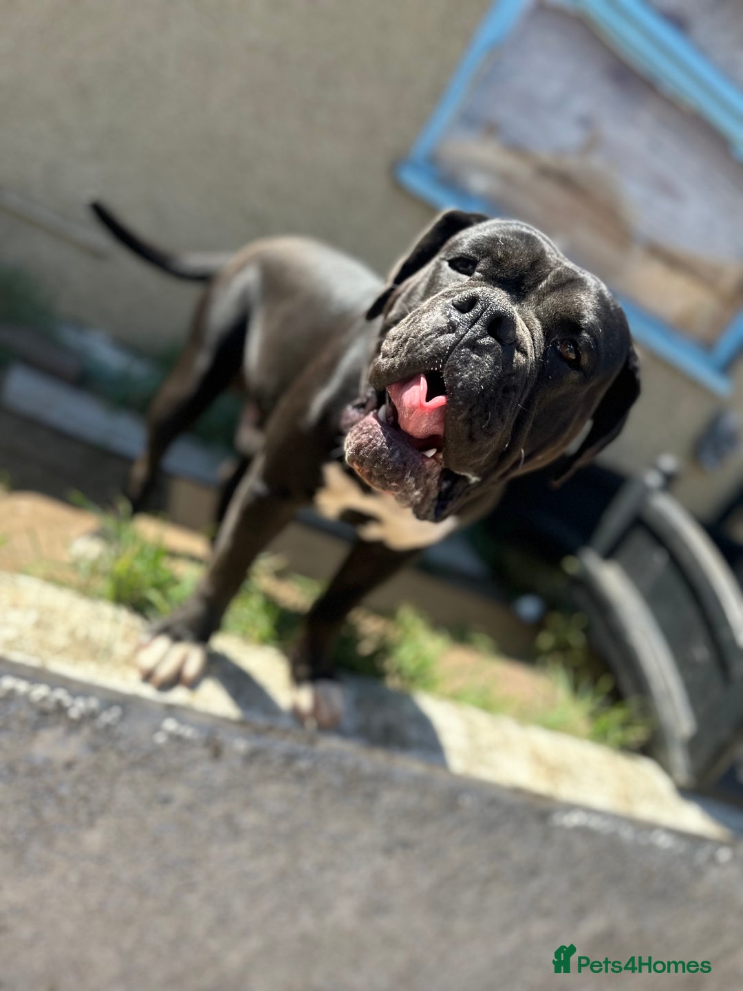 Old Tyme Bulldog dogs for sale: Male old Tyme bulldog for sale  - Image 2