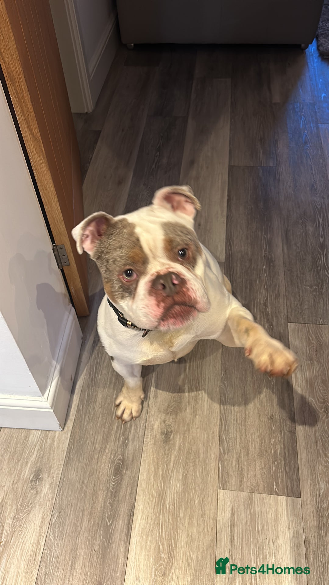 English Bulldog dogs for sale: Arthur  - Advert 2