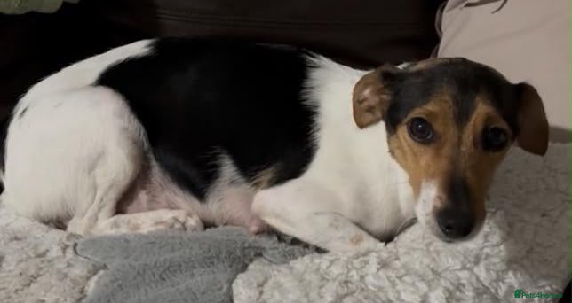 Jack Russell dogs Jack Russel puppies  - Advert 2