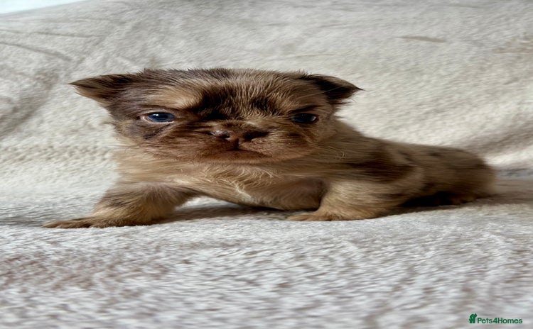 French Bulldog dogs Fluffy Frenchbulldogs  - Advert 2