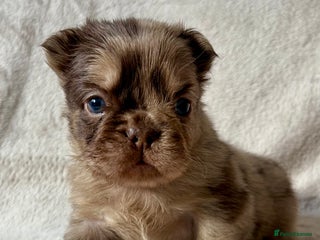 French Bulldog dogs Fluffy Frenchbulldogs - Advert 1