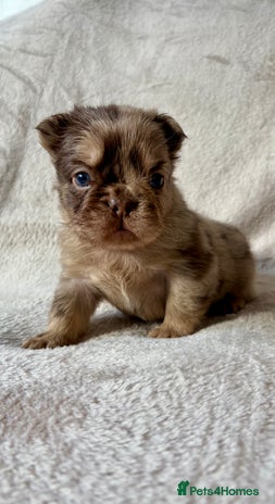 French Bulldog dogs Fluffy Frenchbulldogs - Advert 2