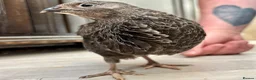 Quail poultry for sale: HATCHING SOON! Coturnix Quail Chicks - Advert 2