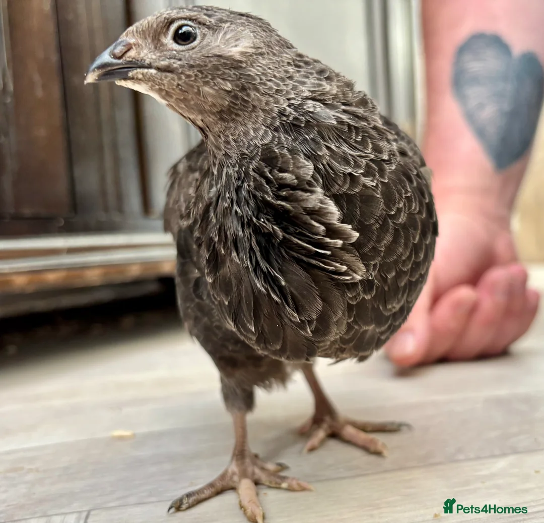 Quail poultry for sale: HATCHING SOON! Coturnix Quail Chicks - Advert 2