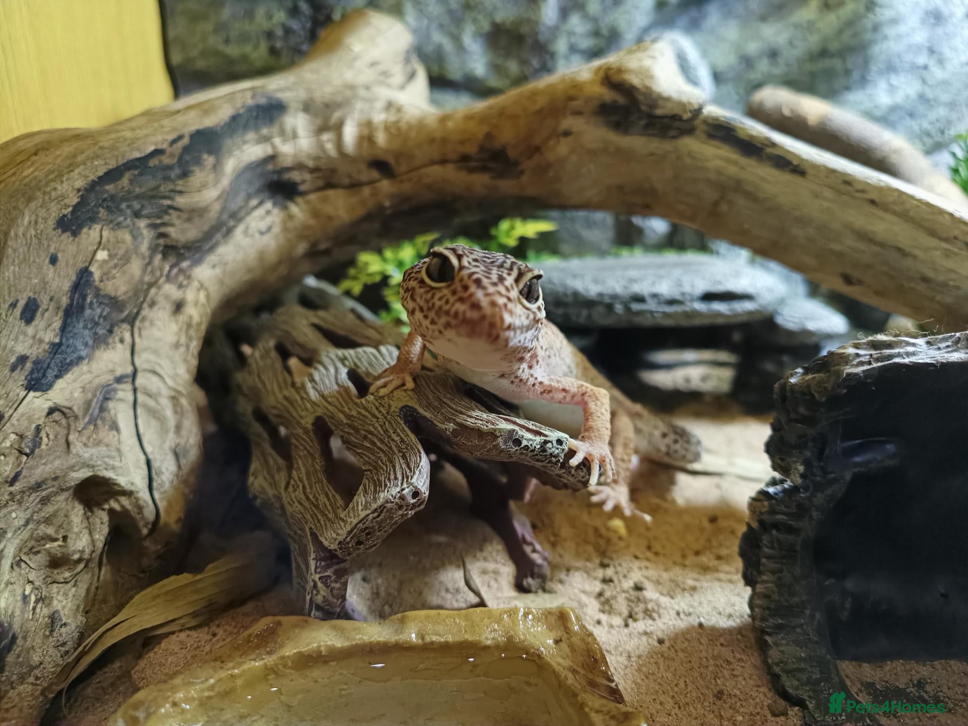 Leopard Gecko reptiles Rescue Leopard Gecko with full enclosure - Advert 1