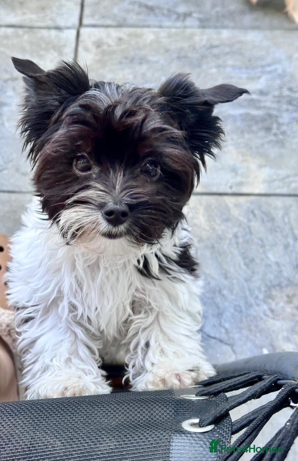 Yorkshire Terrier dogs Breathtaking Biewer Yorkshire Terrier Female Puppy - Advert 13