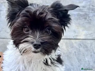 Yorkshire Terrier dogs Breathtaking Biewer Yorkshire Terrier Female Puppy - Advert 13