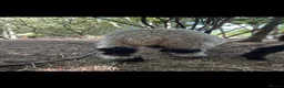 Sheep livestock for sale: Valais Blacknose wether lamb  - Advert 3