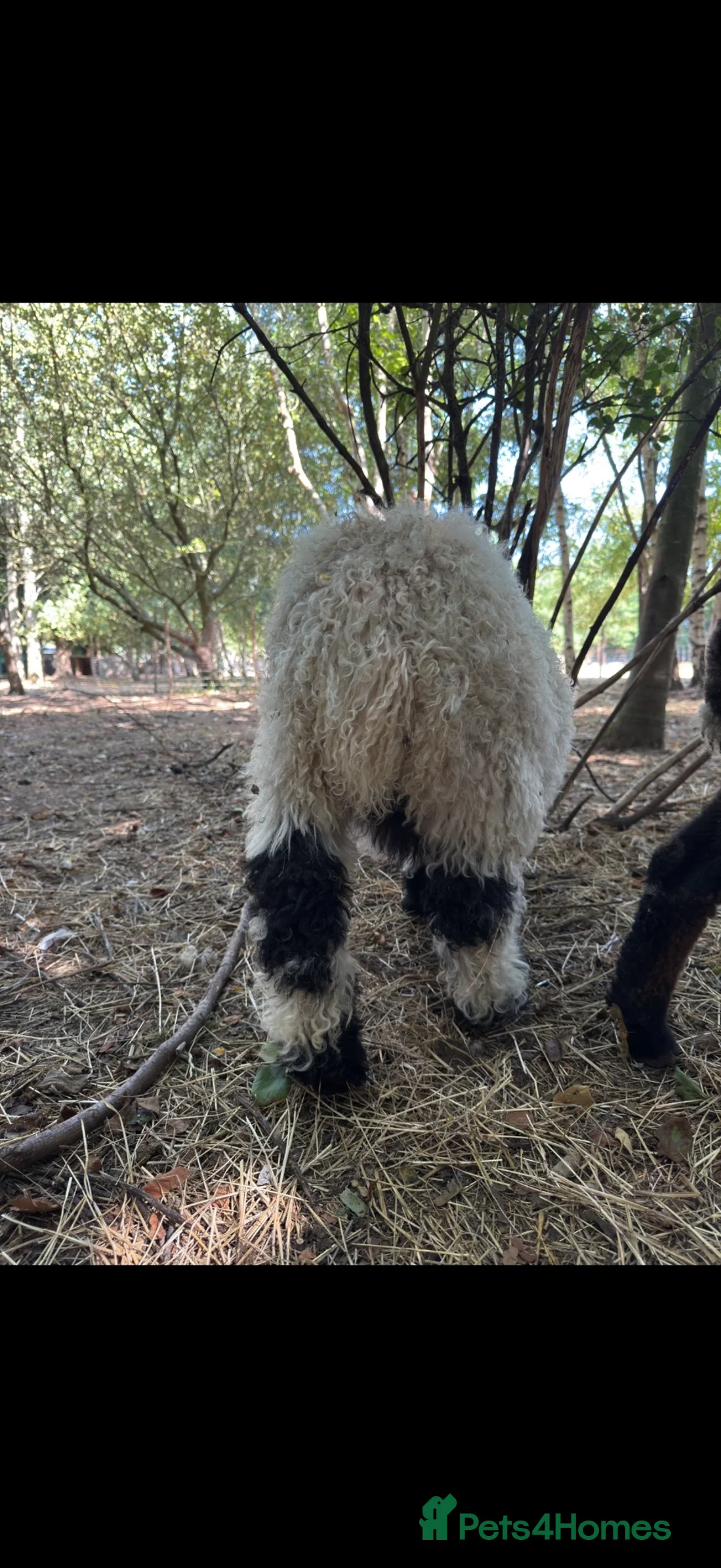 Sheep livestock for sale: Valais Blacknose wether lamb  - Advert 3