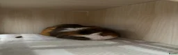 Guinea Pig rodents for sale: 2 Male Guinea Pigs for sale - Advert 2