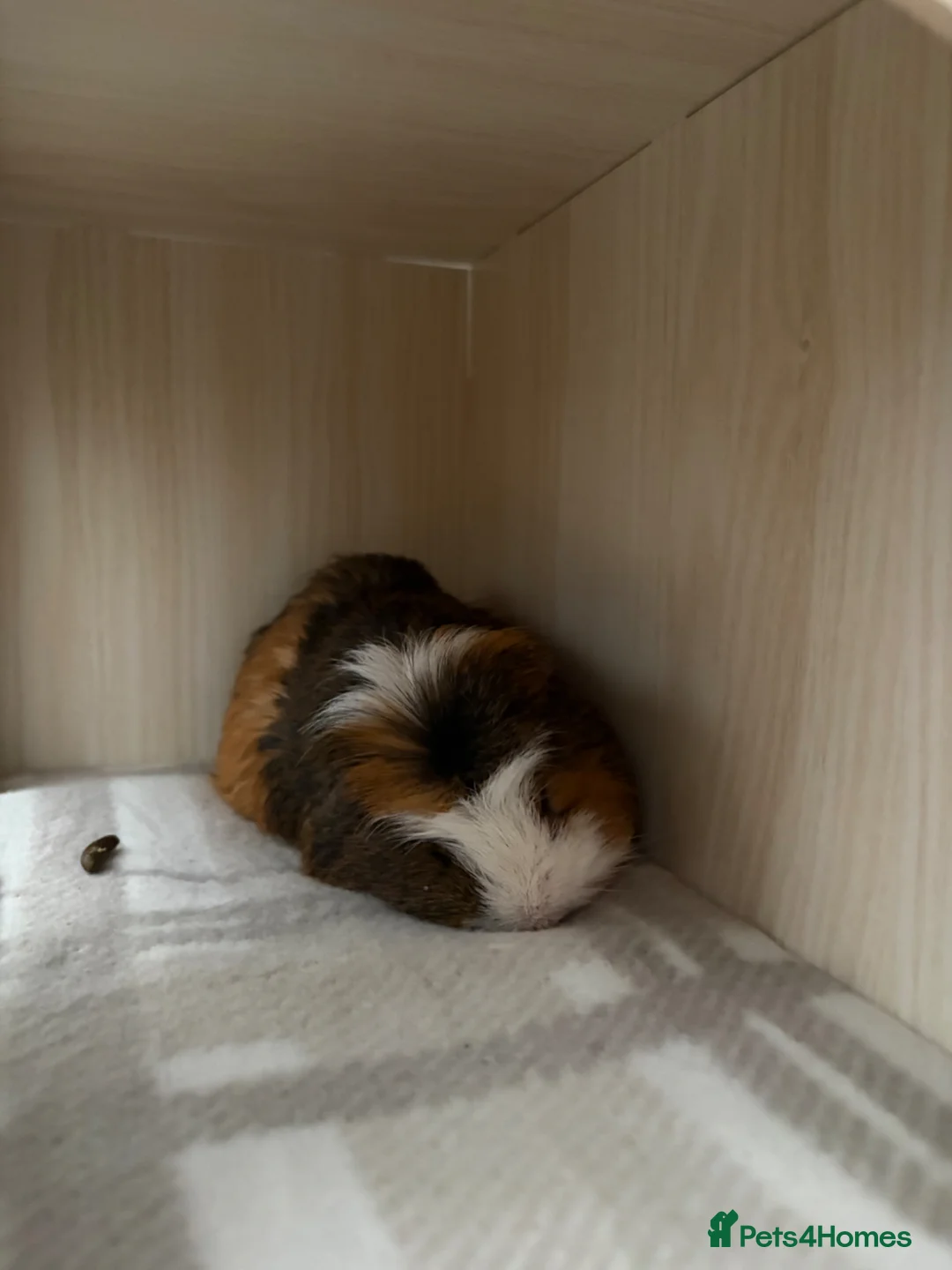 Guinea Pig rodents for sale: 2 Male Guinea Pigs for sale - Advert 2