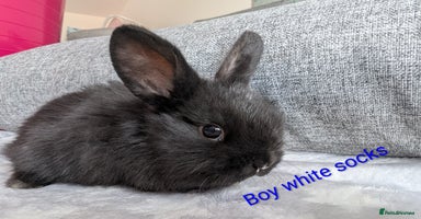 Mini Lop rabbits - Advert 2