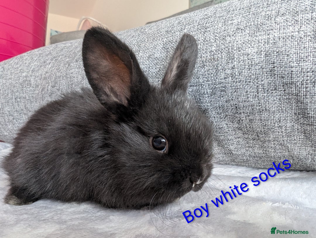 Mini Lop rabbits for sale: Mini lop baby rabbits  - Image 3