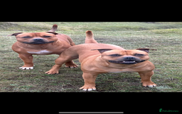 Staffordshire Bull Terrier dogs for sale: Amazing True To Type Staffordshire bull terriers  - Image 16