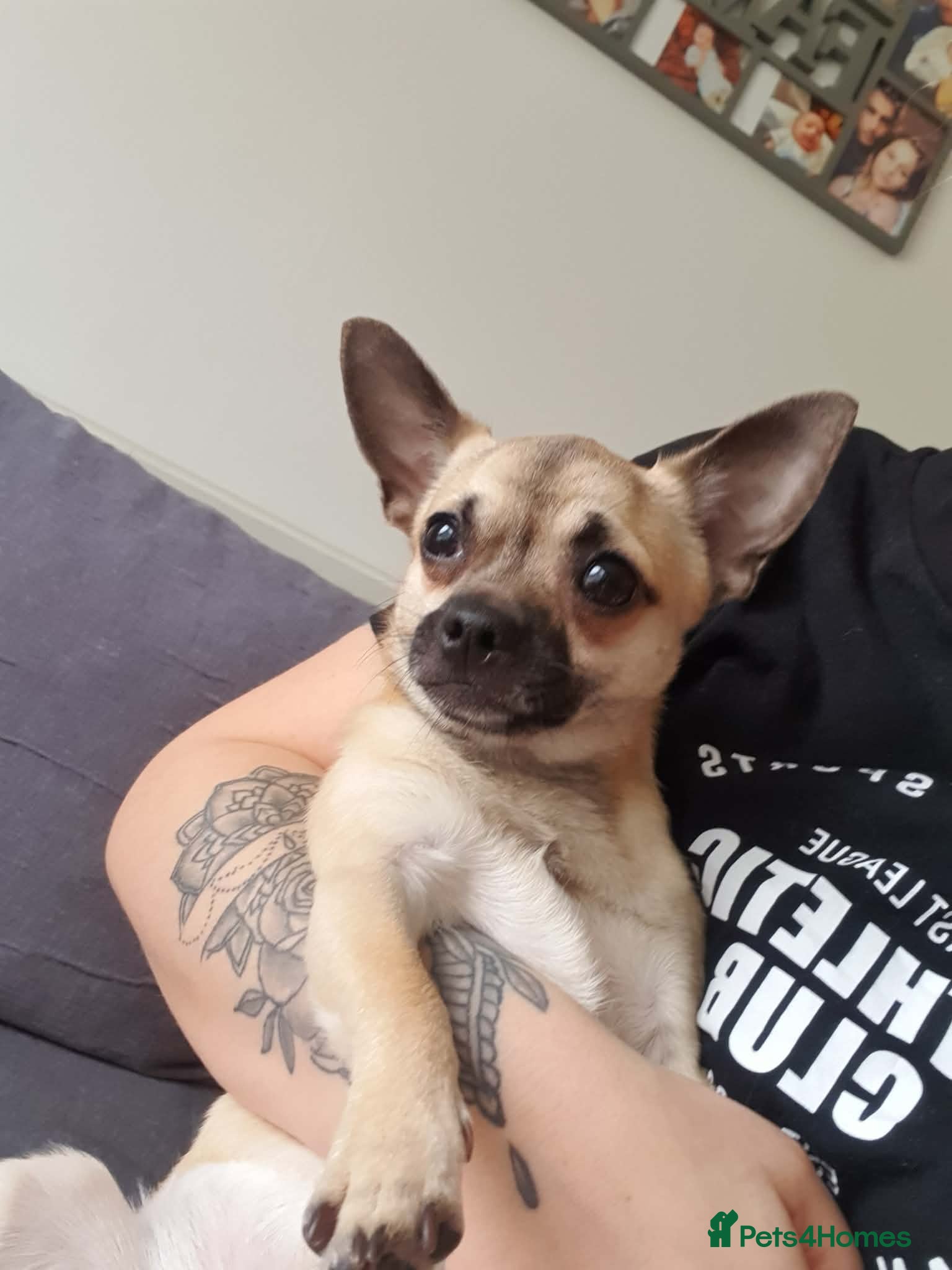 Chihuahua dogs chihuahua puppy  - Advert 2